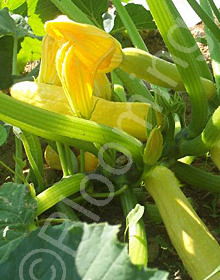 Cucurbita pepo 'Success Yellow'